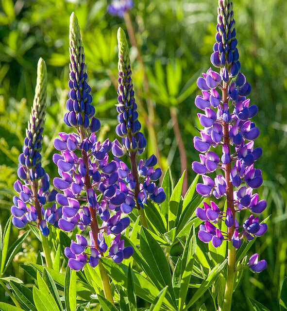 Purple Arroyo Lupine Flower Seeds for Planting – Non-GMO, Heirloom Garden Seeds for planting in your garden.