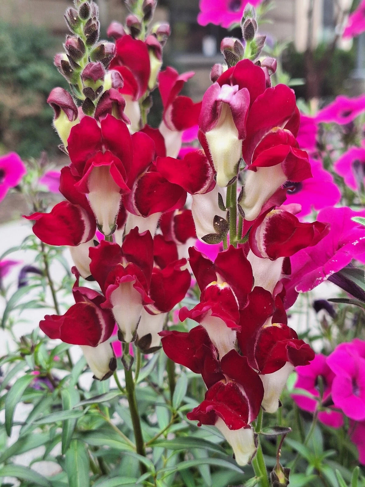 SNAPDRAGON NIGHT AND DAY SEEDS DEEP-RED WITH A WHITE THROAT heirloom non-gmo seeds