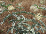 Asclepias eriocarpa Indian or Kotolo Milkweed Woollypod Seeds heirloom non-gmo seeds
