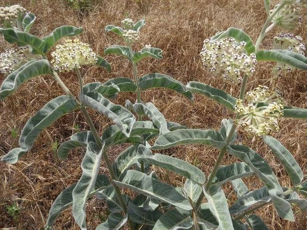 Asclepias eriocarpa Indian or Kotolo Milkweed Woollypod Seeds heirloom non-gmo seeds