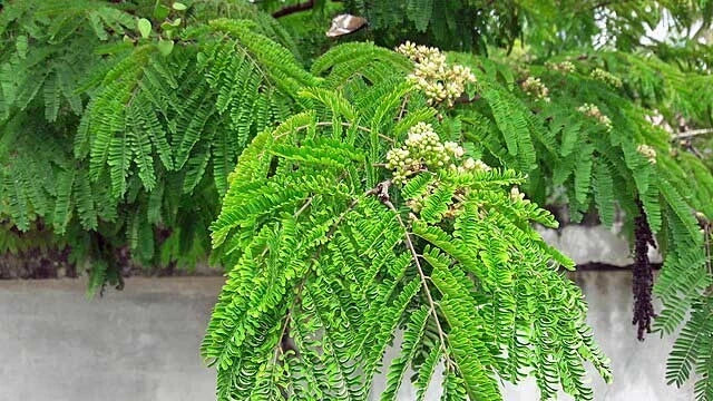 Caesalpinia coriaria Divi Divi Seeds – Heirloom, Non-GMO, High Germination Organic Garden Seeds