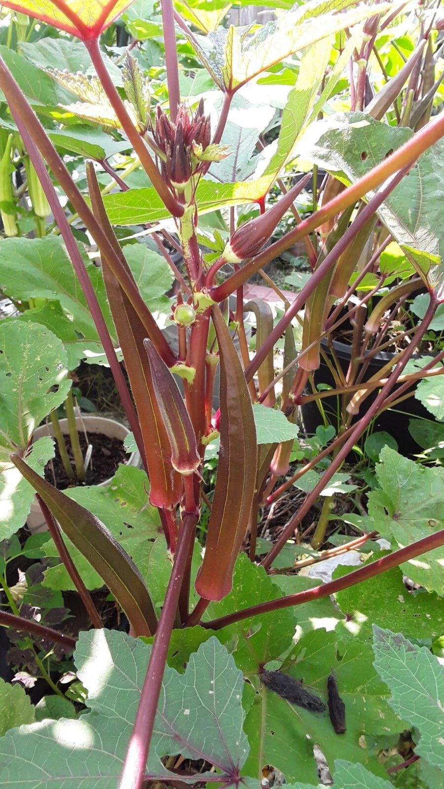 Red Burgundy Okra Seeds Super Prolific Healthy and Very Tasteful NON-GM – Heirloom, Non-GMO, High Germination Organic Garden Seeds