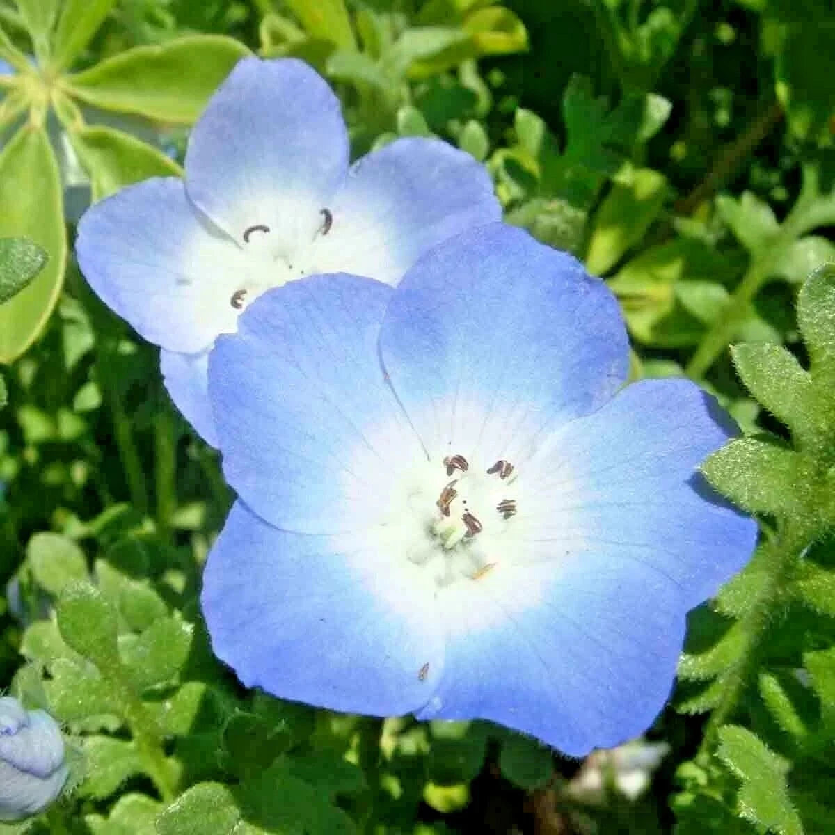 BABY BLUE EYES SEEDS FLOWER GROUNDCOVER DROUGHT TOLERANT WILDFLOWER SPRING – Heirloom, Non-GMO, High Germination Organic Garden Seeds