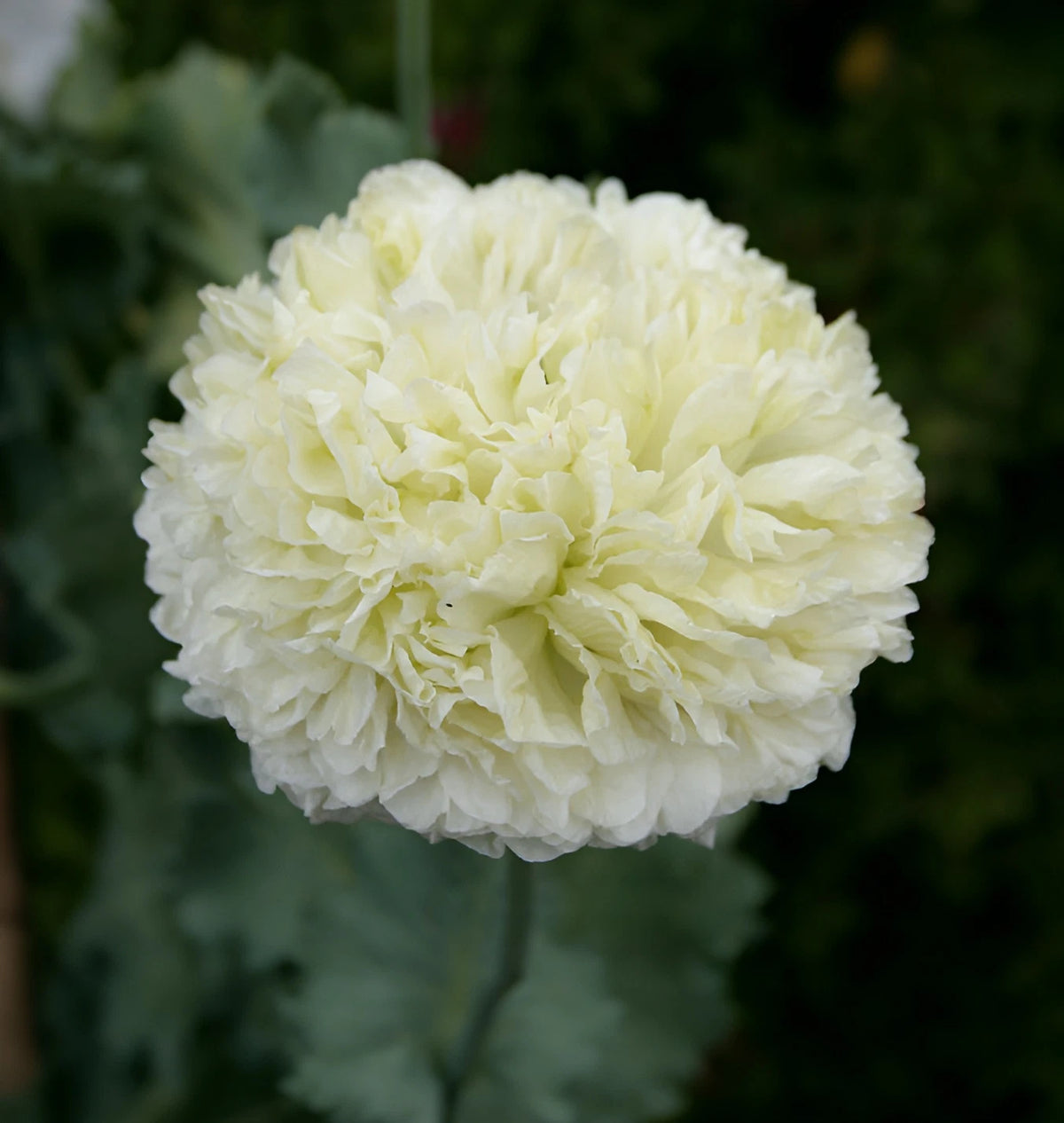 Double White Peony Poppy Seeds - P Somniferum Large Stunning White Blooms Papaver sp. heirloom non-gmo seeds
