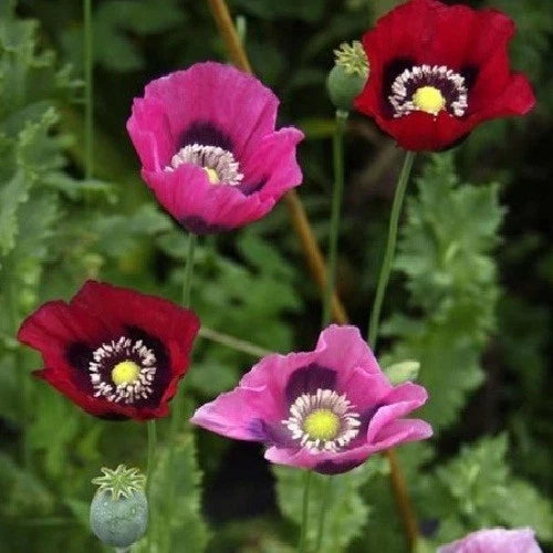 Stratified Turkish Papavaer Somniferum Poppy Flowers Seeds For Planting Papaver sp. heirloom non-gmo seeds