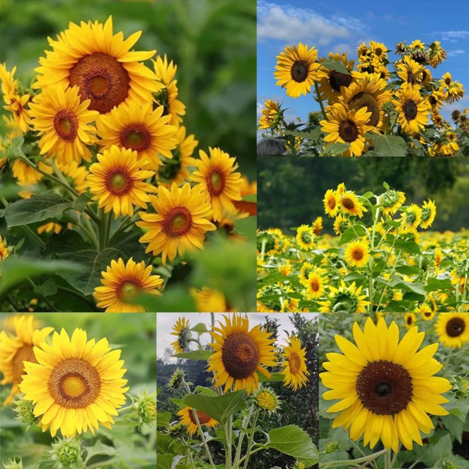 Multi-Headed Sunflower Seeds for Planting- Rare and Stunning Garden Bloom – Heirloom, Non-GMO, High Germination Organic Garden Seeds