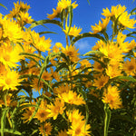 Maximilian Sunflower Seeds Prairie Sun Flower Perennial Wildflower Seed Helianthus annuus heirloom non-gmo seeds