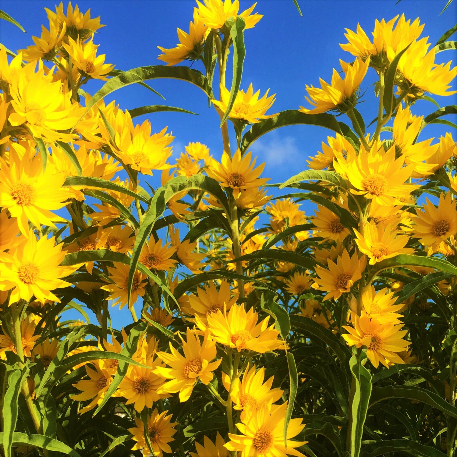 Maximilian Sunflower Seeds Prairie Sun Flower Perennial Wildflower Seed Helianthus annuus heirloom non-gmo seeds