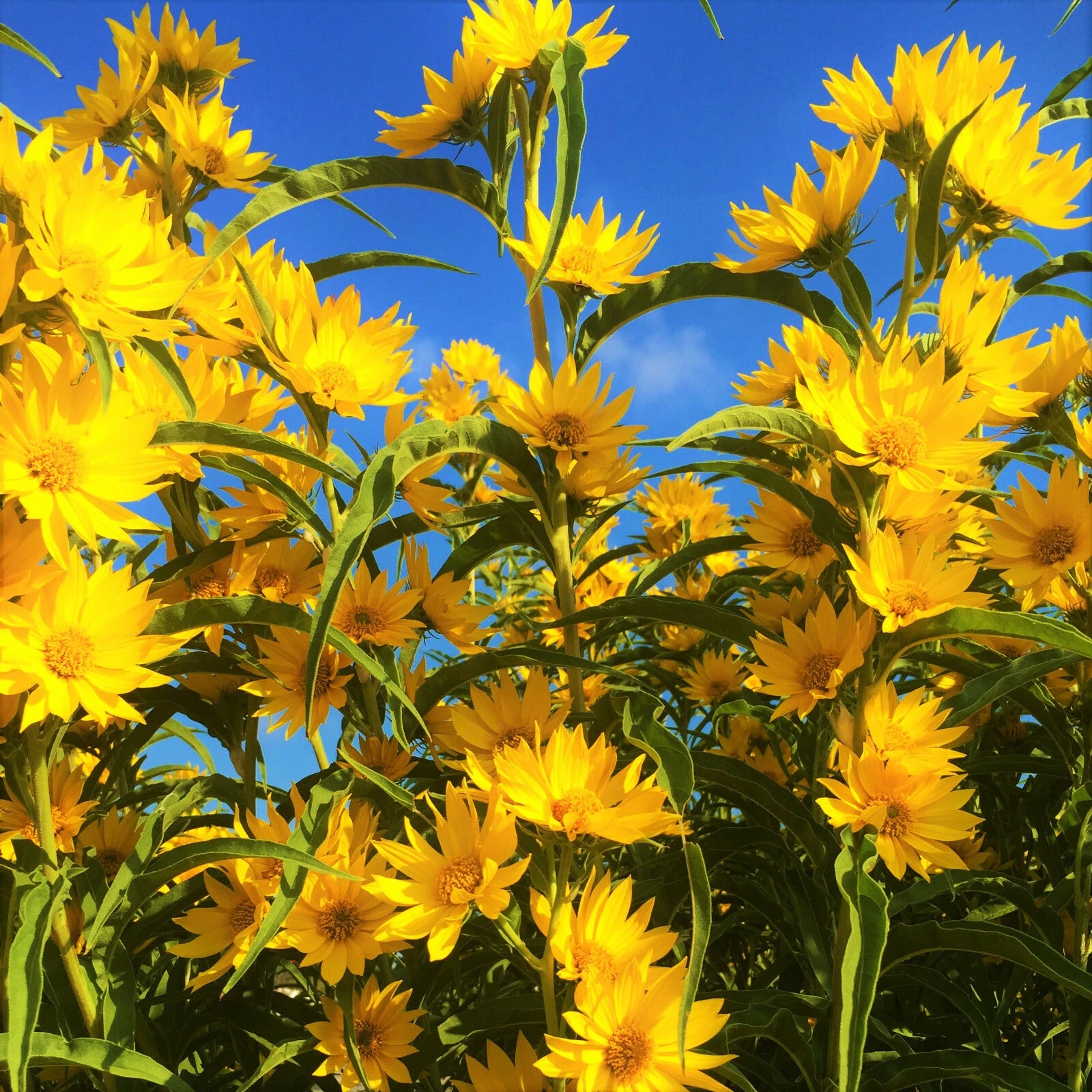 Maximilian Sunflower Seeds Prairie Sun Flower Perennial Wildflower Seed Helianthus annuus heirloom non-gmo seeds