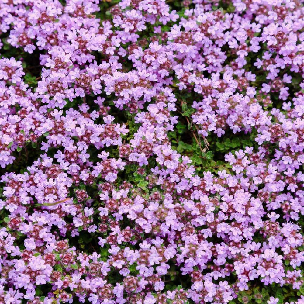 Creeping Thyme WILD Groundcover Perennial Purple Fragrant Bees Seeds – Heirloom, Non-GMO, High Germination Organic Garden Seeds