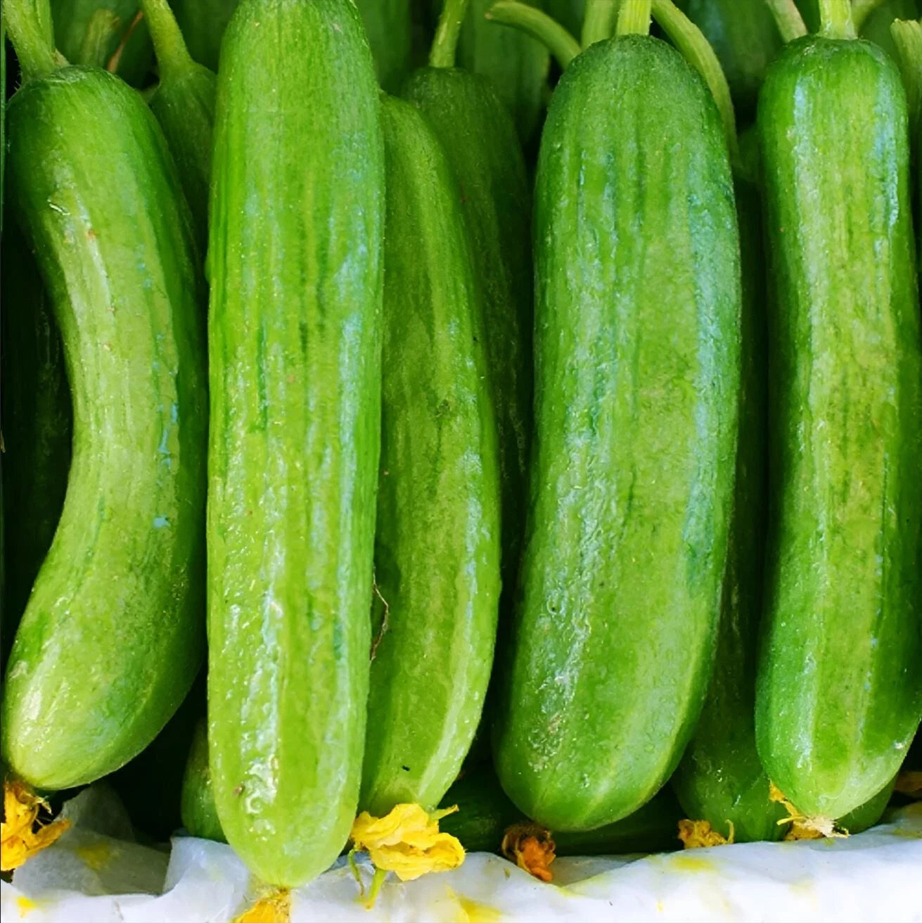 Beit Alpha Burpless Cucumber Seeds - Persian or Lebanese Cucumber – Heirloom, Non-GMO, High Germination Organic Garden Seeds