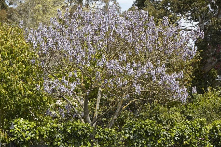 Royal Empress Tree Seeds Paulownia tomentosa Purple Flowers Growing – Heirloom, Non-GMO, High Germination Organic Garden Seeds