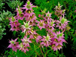 SPOTTED BEE BALM Flower Seeds Native Wildflower Herbal Tea Medicinal Plant Various Wildflower Species heirloom non-gmo seeds