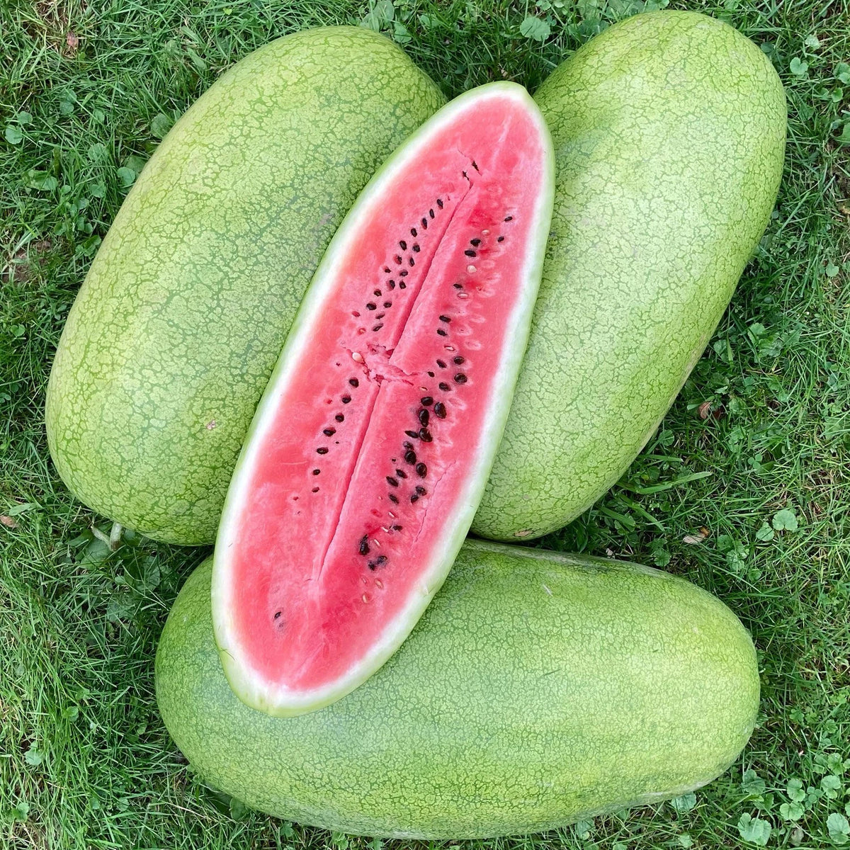 Charleston Gray Watermelon Seeds FLORIDA GROWN RARE heirloom non-gmo seeds