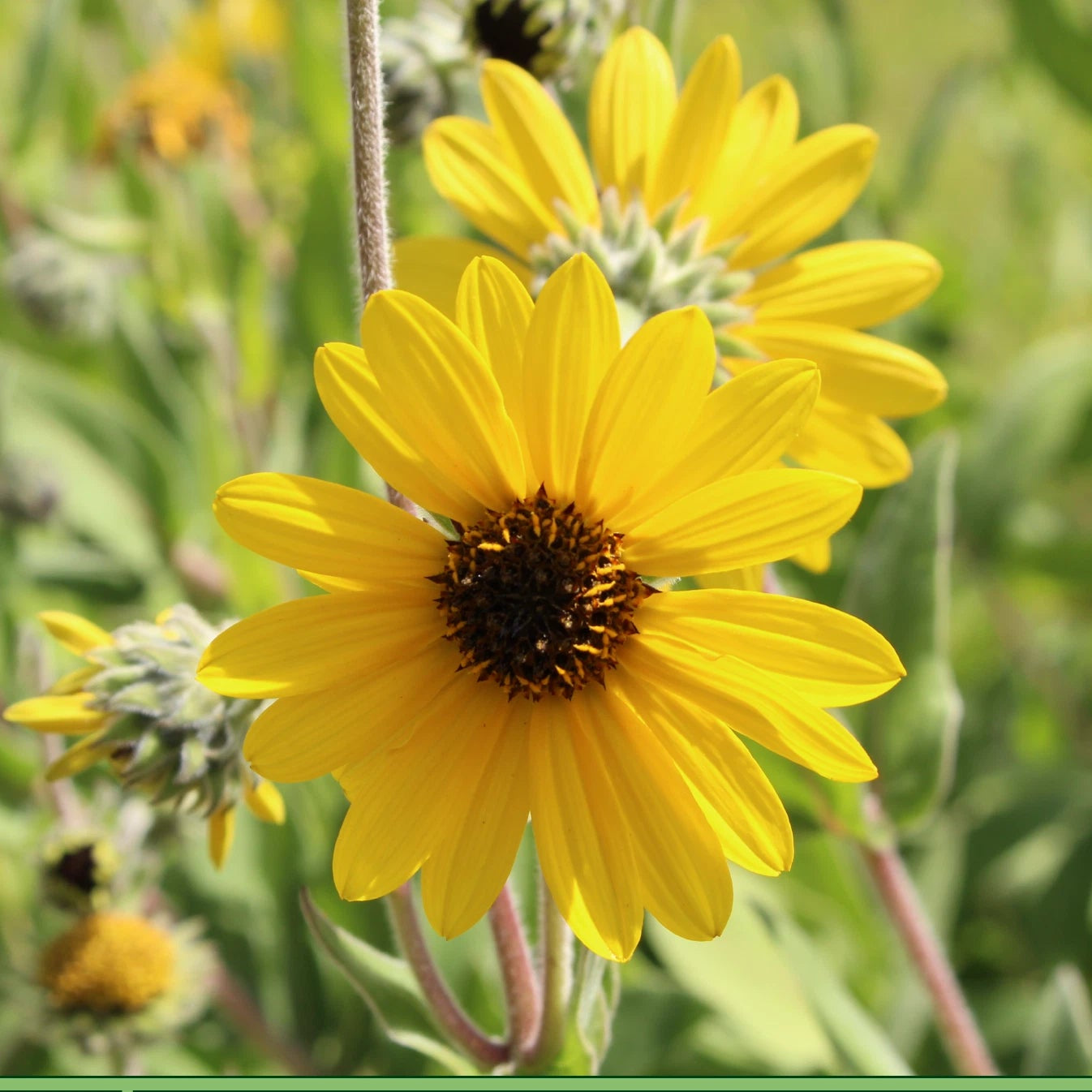 Downy Sunflower Seeds Helianthus mollis Ashy Sunflower Native Perennial Helianthus annuus heirloom non-gmo seeds