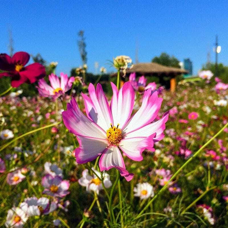 Cosmos PICOTEE Sensation Striped Edges Red & White Flowers Seeds – Heirloom, Non-GMO, High Germination Organic Garden Seeds