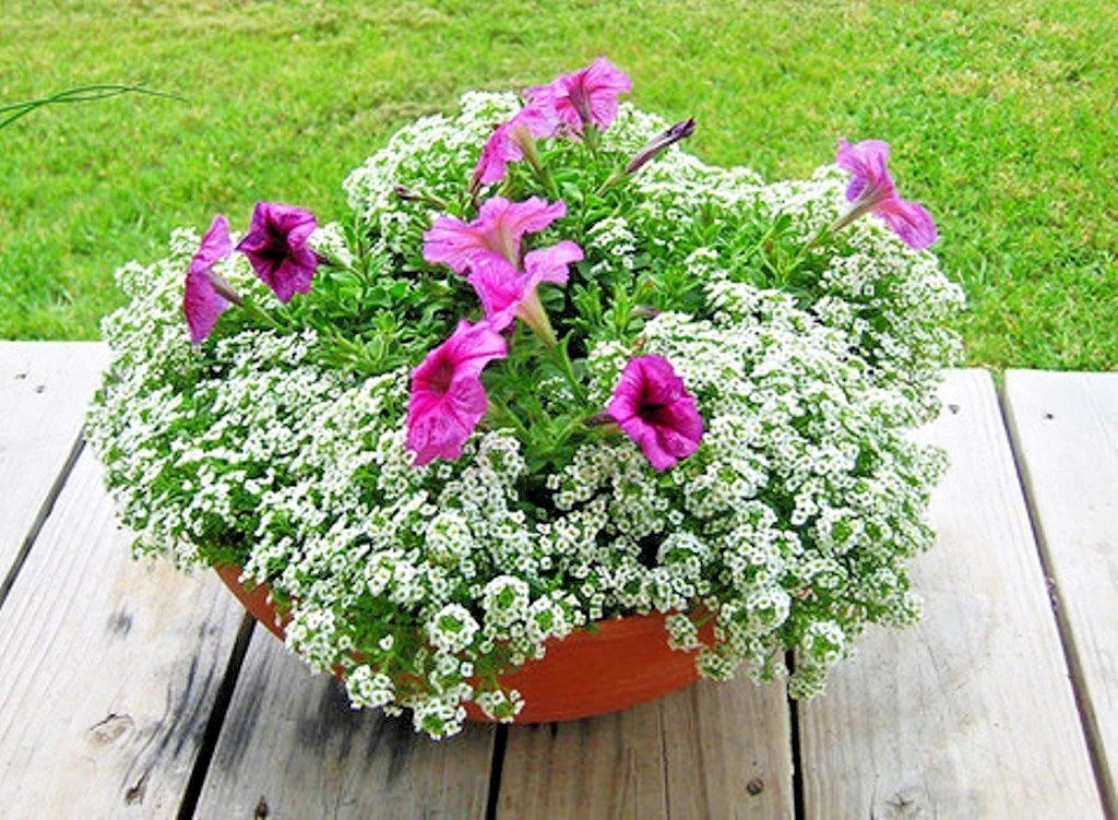 DWARF SWEET ALYSSUM Flower Seeds Drought Heat Groundcover CARPET OF SNOW – Heirloom, Non-GMO, High Germination Organic Garden Seeds