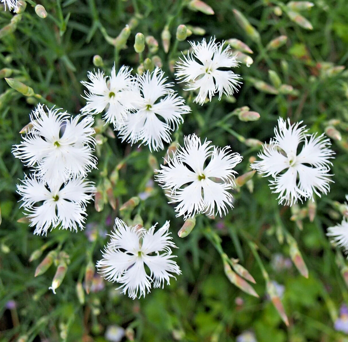 SAND PINK Seeds Dianthus arenarius Perennial Dianthus Flower Garden Plant – Heirloom, Non-GMO, High Germination Organic Garden Seeds