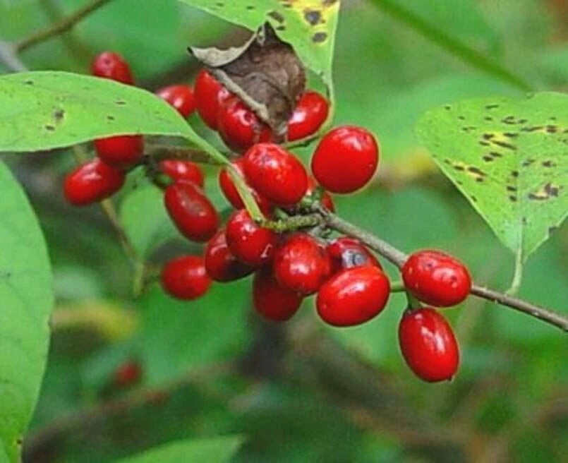 Spicebush Bush Seeds for Planting Lindera Benzoin heirloom non-gmo seeds