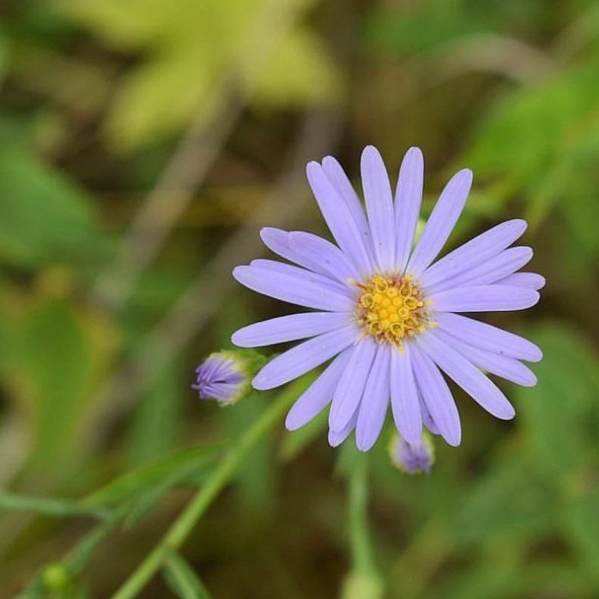 Smooth Blue Aster Seeds Perennial Native Wildflower Gardening – Heirloom, Non-GMO, High Germination Organic Garden Seeds