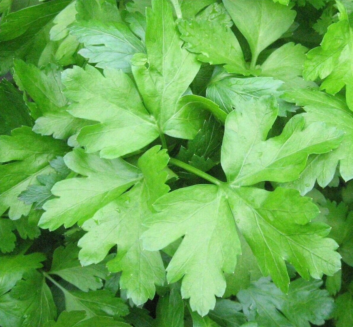 Darki Green Parsley Seed