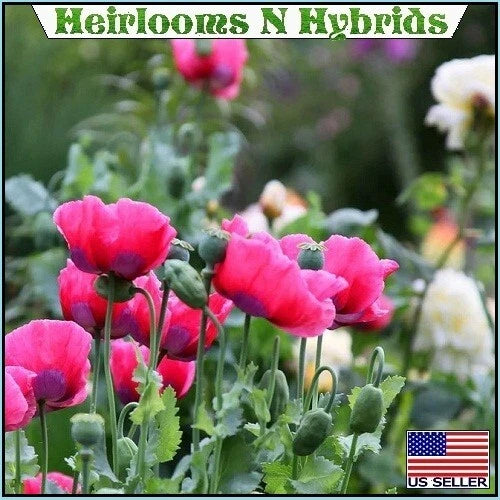 The Giant Rattle Papavear Somniferum Giganteum Harvest Poppy Seeds – Heirloom, Non-GMO, High Germination Organic Garden Seeds