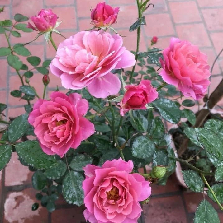 Aoi Rose Seeds - Seeds - Rose Flower Gardening – Heirloom, Non-GMO, High Germination Organic Garden Seeds