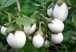 Solanum ovigerum Easter Egg Plant Seeds heirloom non-gmo seeds