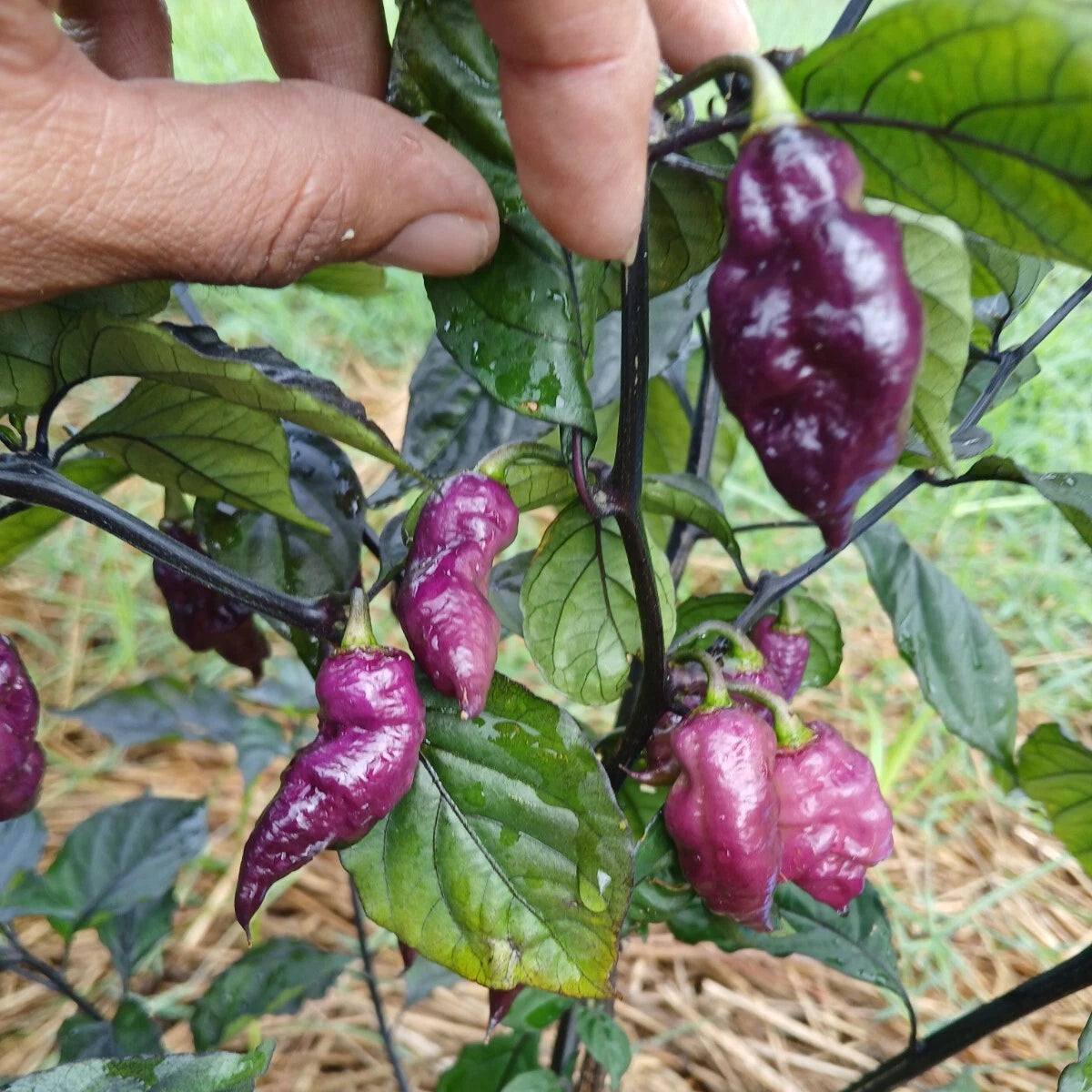 Purple Dream Pepper Seeds – Heirloom, Non-GMO, High Germination Organic Garden Seeds