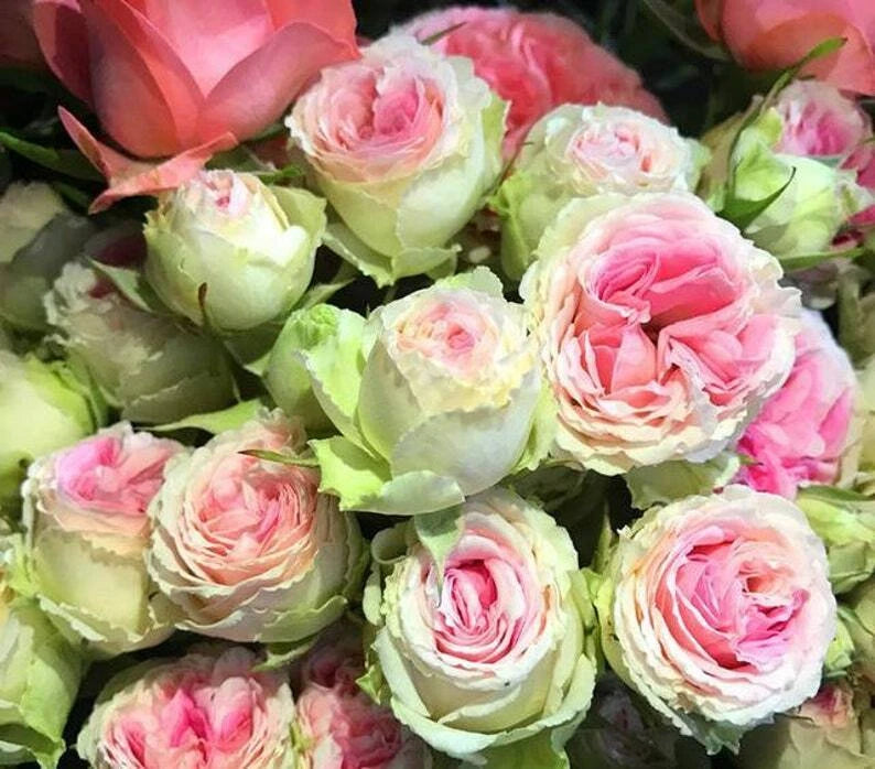 Pink Green Rose Seeds Flower Bush Perennial Shrub Flowers Seed US SELLER – Heirloom, Non-GMO, High Germination Organic Garden Seeds
