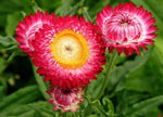 Scarlet Choice Double Strawflower - Seeds - Annual Plant heirloom non-gmo seeds