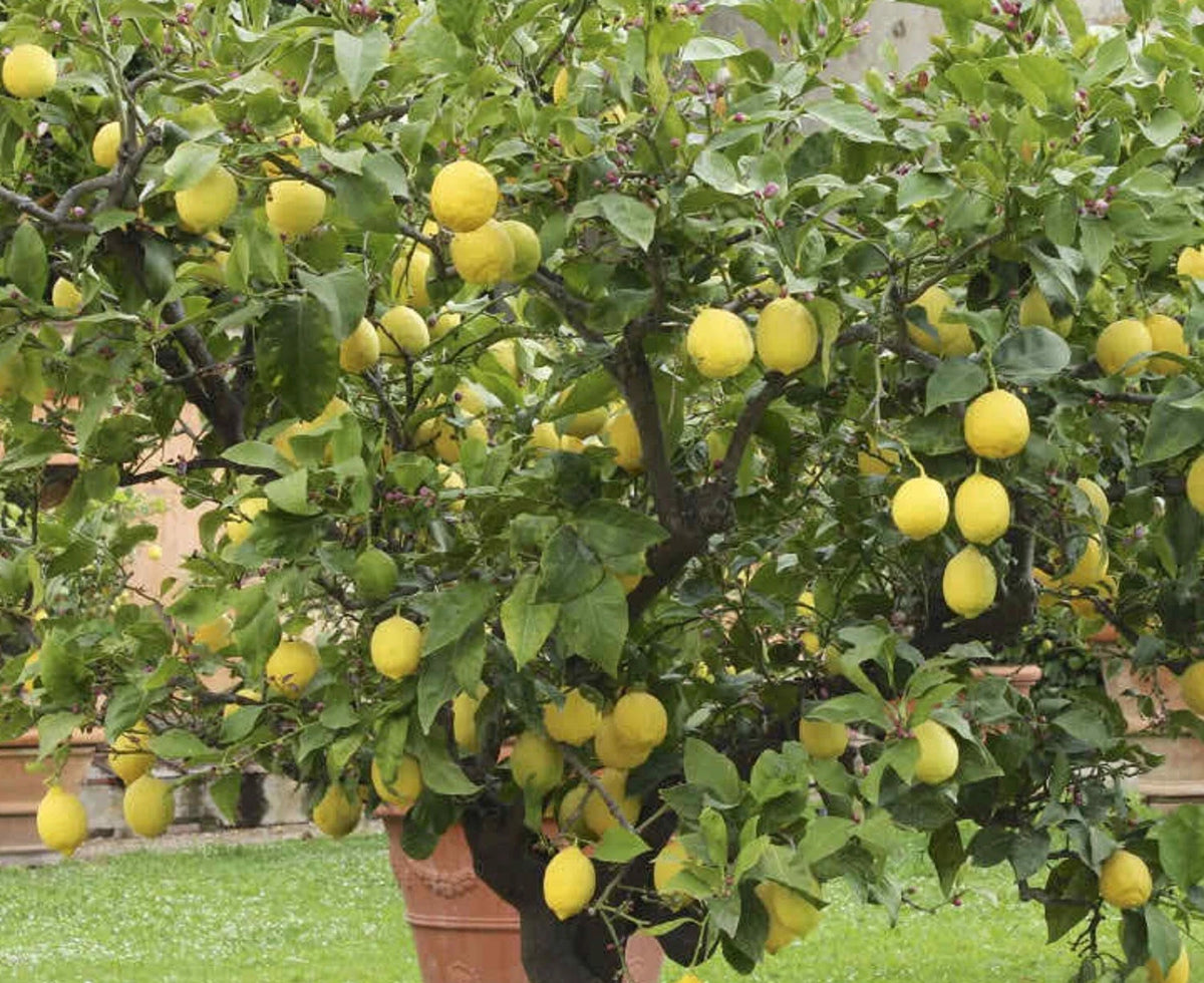 Citron Seeds - Citrus medica - Fragrant Evergreen Fruit Tree Etrog Lemon TCM – Heirloom, Non-GMO, High Germination Organic Garden Seeds