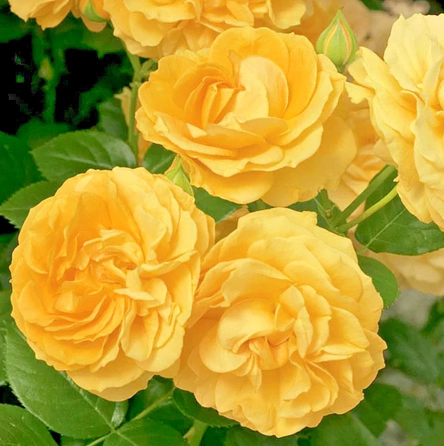 Julia Child Rosa Floribunda Rose Seeds - Seeds - Rose Flower Gardening heirloom non-gmo seeds