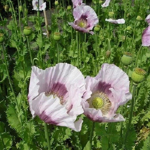 Tasmanian Poppy Garden Over Seeds Square Feet Coverage – Heirloom, Non-GMO, High Germination Organic Garden Seeds