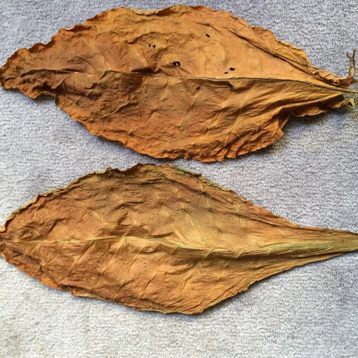 Tobacco Seeds Virginia Gold Crop Growing Instructions Included – Heirloom, Non-GMO, High Germination Organic Garden Seeds