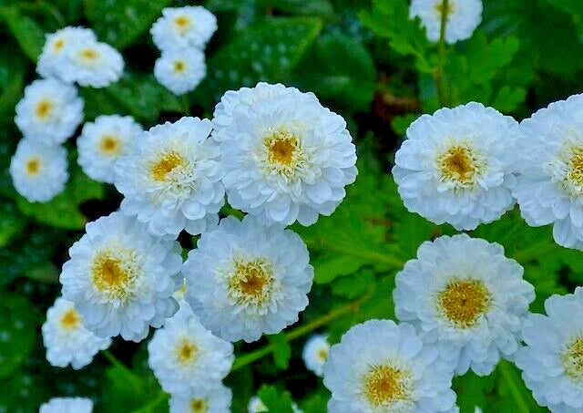 FEVERFEW SNOWBALL SEEDS TANACETUM PARTHENIUM FLORO PLENO – Heirloom, Non-GMO, High Germination Organic Garden Seeds