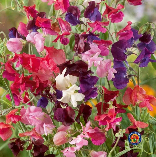 SWEET PEA SEEDS Flower Mix Lathyrus Fragrant Tall Vine – Heirloom, Non-GMO