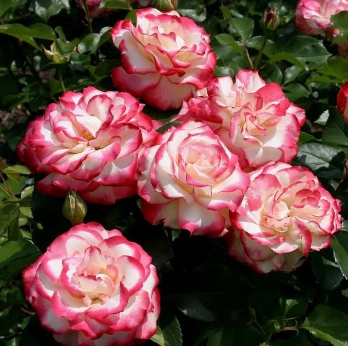 Cherry Parfait Rose Seeds - Seeds - Rose Flower Gardening heirloom non-GMO seeds