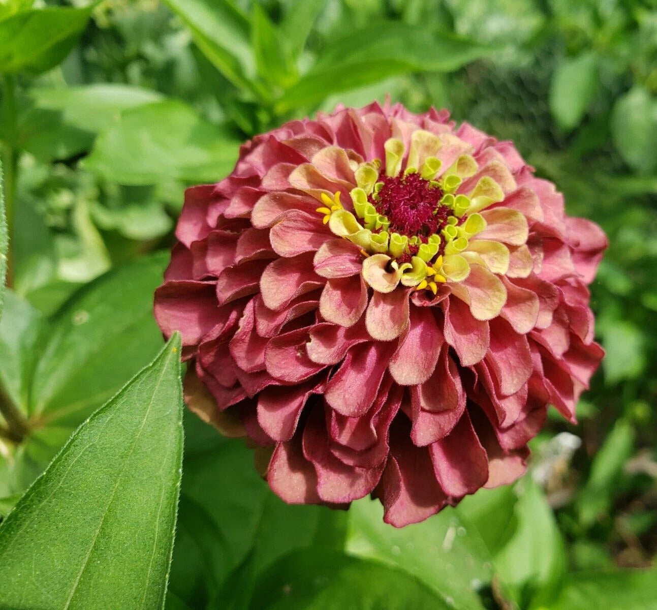 Red Queen Lime Zinnia seeds - vintage and classy look Zinnia elegans heirloom non-gmo seeds
