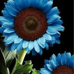 Midnight Oil Blue Sunflower Seeds Plants Garden Planting Colorful Helianthus annuus heirloom non-gmo seeds