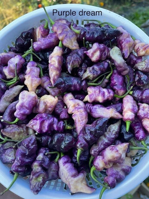 Random SUPERHOT Pepper Seeds Over Different Kinds Of Superhot Peppers Seeds – Heirloom, Non-GMO, High Germination Organic Garden Seeds