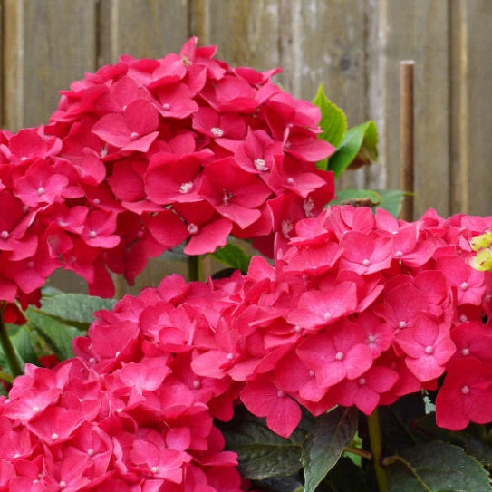Ruby Riches Hydrangea Seeds or Seeds Flower Flower Seeds – Heirloom ...