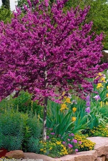 Redbud Tree Seeds Seeds For Planting Shipping Edible Blooms – Heirloom, Non-GMO, High Germination Organic Garden Seeds