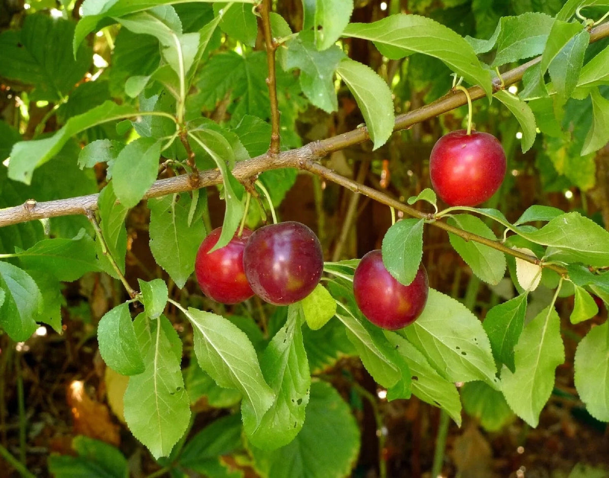 Cherry Plum Tree Prunus americana seeds Shipping heirloom non-gmo seeds