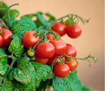 Red Robin Tomato Seeds & Vegetable Seeds heirloom non-gmo seeds