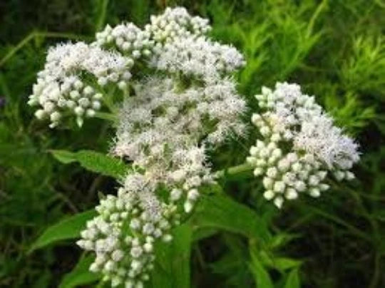 BONESET Eupatorium perfoliatum Medicinal Herb Perennial Butterfly Plant Seeds – Heirloom, Non-GMO, High Germination Organic Garden Seeds