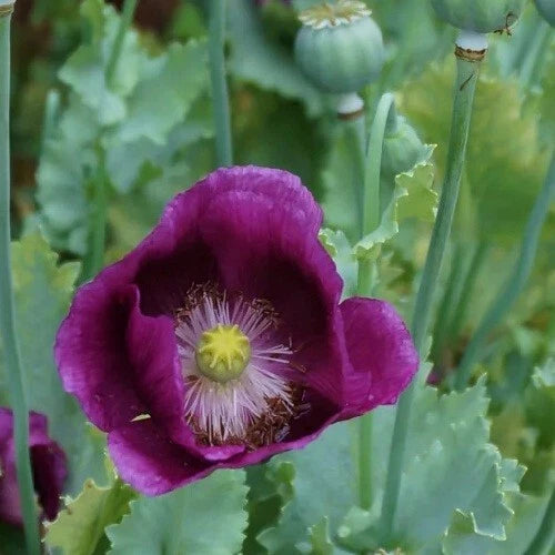 Lauren s Grape Papavaer Somniferum Poppy Seeds Giant Flowers – Heirloom, Non-GMO, High Germination Organic Garden Seeds