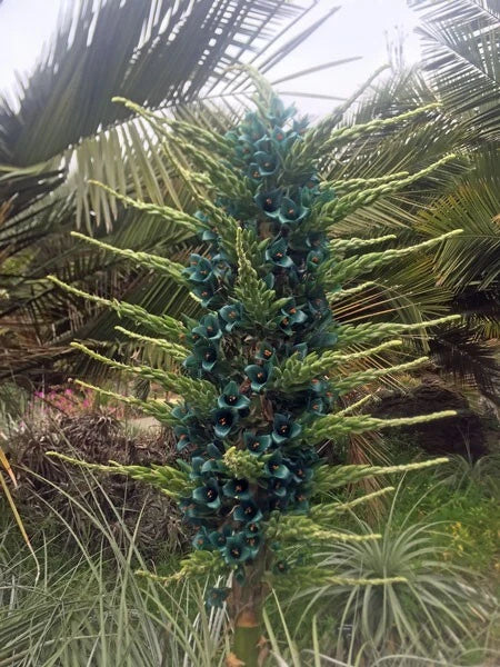 Puya alpestris Sapphire Tower Bromeliad Seeds – Heirloom, Non-GMO