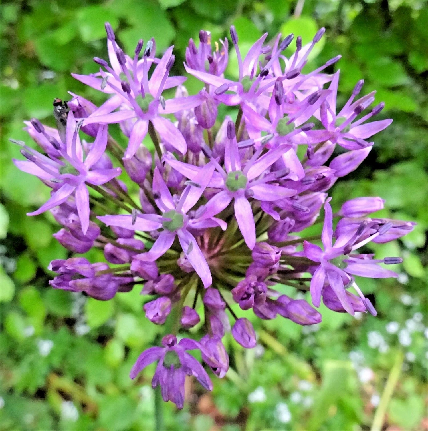 Giant Onion Seeds Allium giganteum Annual Flower Edible Herb Plant Seeds – Heirloom, Non-GMO, High Germination Organic Garden Seeds