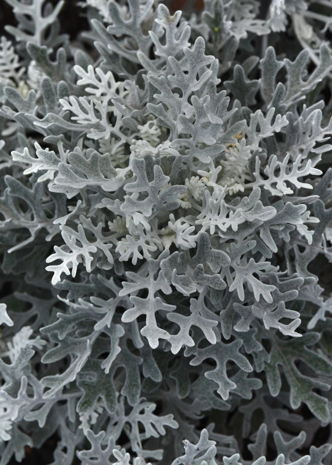 Dusty Miller Silverdust Seeds - Seeds Per heirloom non-gmo seeds